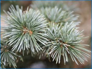 Cedar Himalayan: популярни сортове и особености