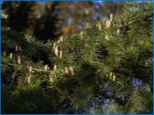Cedar Himalayan: популярни сортове и особености