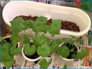 Кога и как да се трансплантира Geranium (Pelargonium)?