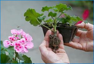 Кога и как да се трансплантира Geranium (Pelargonium)?