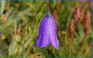 Bell milky цвете: описание, кацане и грижи