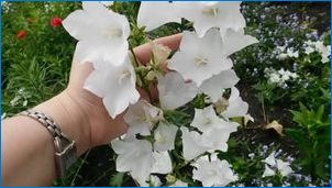 Bell milky цвете: описание, кацане и грижи