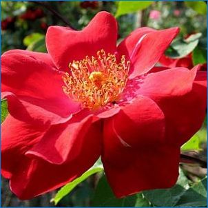Червени рози: разновидности и правила