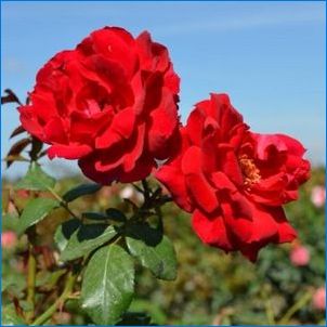 Червени рози: разновидности и правила