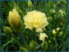 Четка Carnation: Описание, кацане и грижа