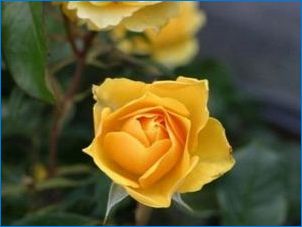 Малки рози: разновидности и правила