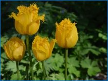 Преглед на цветята на жълтата градина
