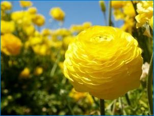 Преглед на цветята на жълтата градина