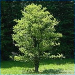 Характеристики на елша сиво и нейното отглеждане