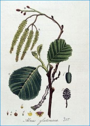 Характеристики на елша сиво и нейното отглеждане