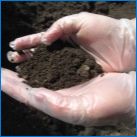Кацане и грижа за хиацинтите в отворена почва