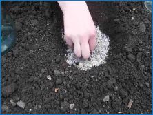 Кацане и грижа за хиацинтите в отворена почва