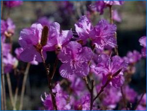 Rhododendron Daurus: Как изглежда, където расте и как да се грижи?