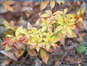 Rhododendron Daurus: Как изглежда, където расте и как да се грижи?