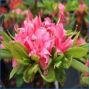 Rhododendron Catabinsky: Описание на сортовете, кацане и грижа