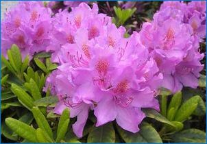Rhododendron Catabinsky: Описание на сортовете, кацане и грижи
