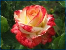 Рози без Широв: Описание на сортовете