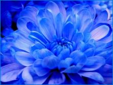 Сини хризантеми: характеристики и препоръки за отглеждане