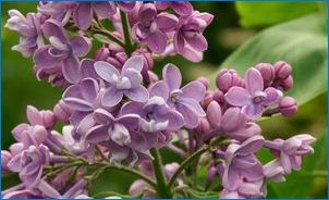 Lilac Hyacintaya: характеристики, разновидности и култивиране