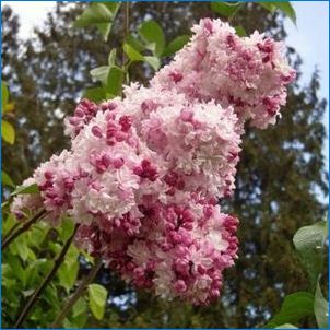 Lilac Hyacintaya: характеристики, разновидности и култивиране