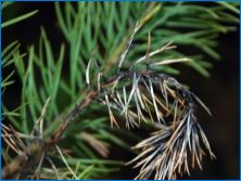 Pine Black: описание, сортове, кацане и грижи