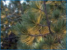 Pine Black: описание, сортове, кацане и грижи