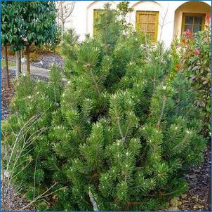 Gimalayan Pine: описание, разновидности и култивиране