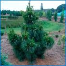 Gimalayan Pine: описание, разновидности и култивиране