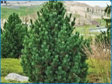Pine Cedar: описание, кацане и сравнение с кедър