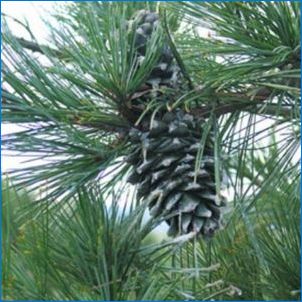 Pine Cedar: описание, кацане и сравнение с кедър