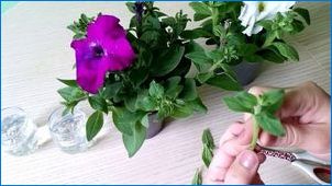 Вегетативна петуния: Какво е, сортове, кацане и грижи