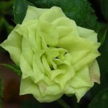 Зелени рози: характеристики и описания на сортове