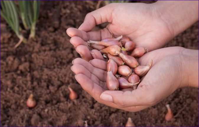 Засаждане на семенен лук през пролетта: правила и грижи