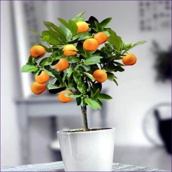 Оранжево дърво