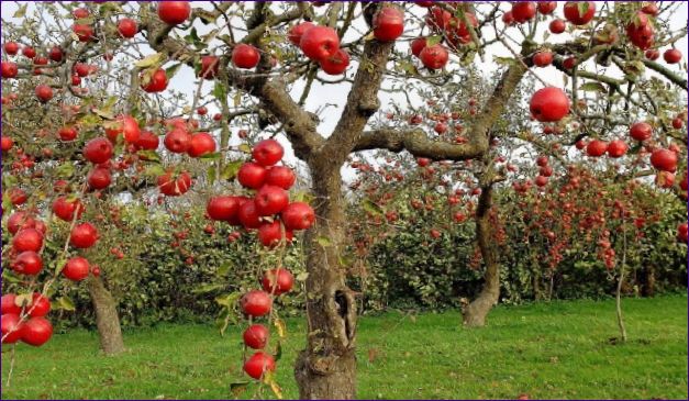 Кога да засадим ябълковото дърво