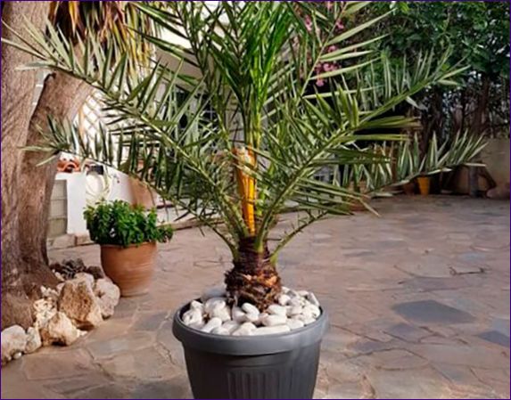 Костилки от финикова палма у дома: Как да отглеждаме и да се грижим за тях