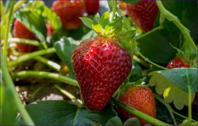 strawberry2.jpg