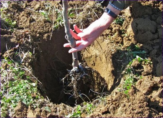Черешови дръвчета в градината - всичко за засаждането, отглеждането, подрязването и размножаването