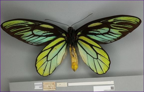 Пеперуда Queen Alexandra