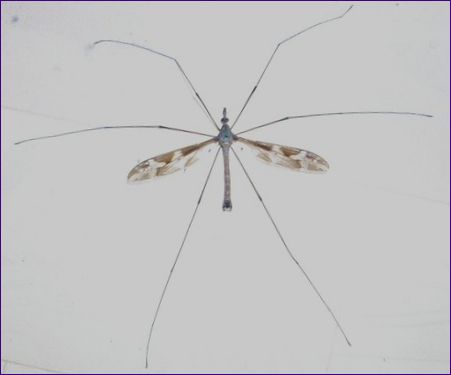 Дългокраки комари