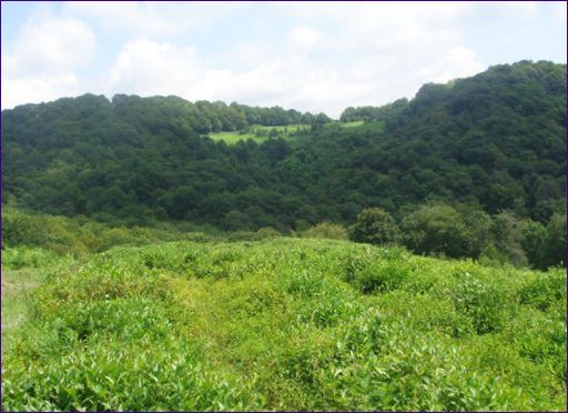 Чаена плантация в Dagomys