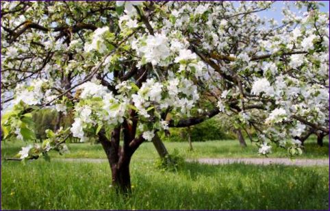 Пролетно плододаване - грижи, подрязване и засаждане