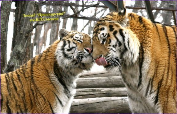 Приамурски зоопарк