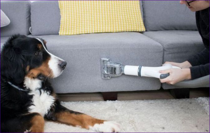 Как да премахнем миризмата на куче в апартамента: ефективни решения на проблема, съвети на експертите по кучета
