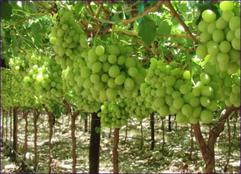 Как се засажда грозде, грижи и болести