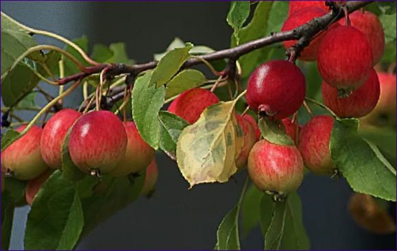 Описание и сортове на ябълката сорт Ranetka