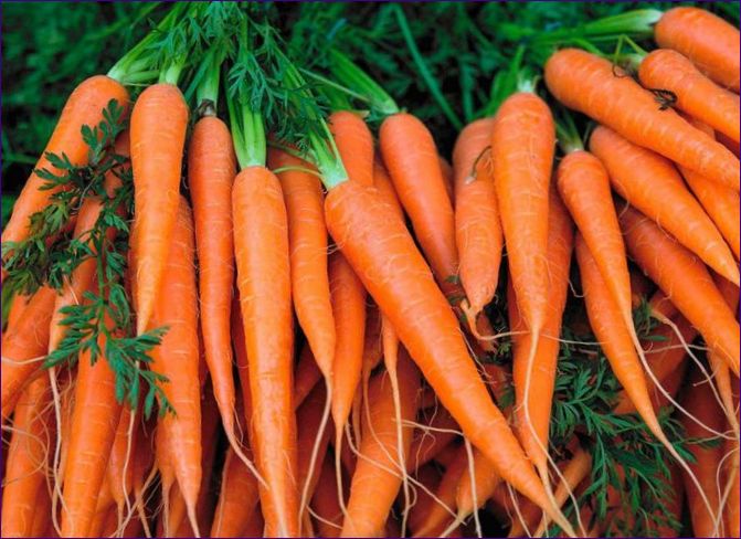 Как и кога да засаждаме моркови