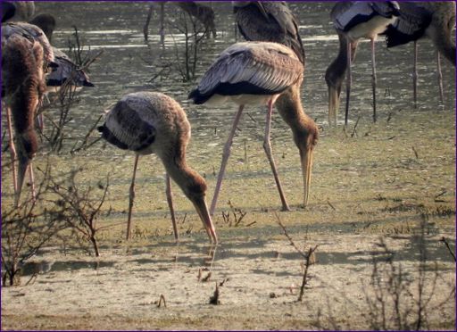 Птичи резерват в Бхаратпур
