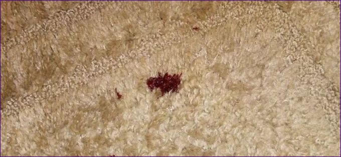 Как да премахнем петна от кръв от килим
