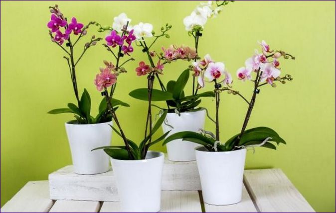Грижа за орхидея в саксия у дома - грижи, пресаждане и размножаване